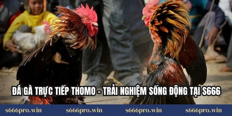 Đá Gà Trực Tiếp Thomo – Trải Nghiệm Sống Động Tại S666